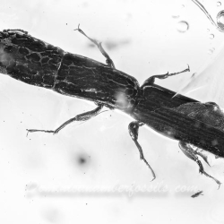 AF01 282 Coleoptera Zopheridae Colydiinae   Cylindrical Bark Beetle 4