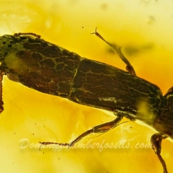 AF01 282 Coleoptera Zopheridae Colydiinae   Cylindrical Bark Beetle 5