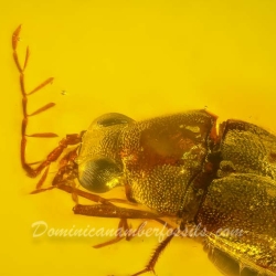 AL001 Coleoptera Ptilodactylidae Toe Winged Beetle Male 3