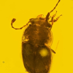 AL010 Sap Beetle Coleoptera Nitidulidae 6