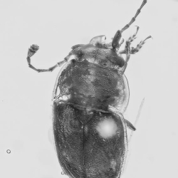 AL010 Sap Beetle Coleoptera Nitidulidae 8