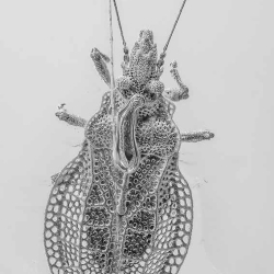 AL021 Hemiptera Tingidae Cantacaderinae Eocader 2