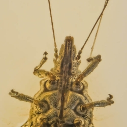 AL021 Hemiptera Tingidae Cantacaderinae Eocader 4