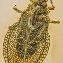 AL021 Hemiptera Tingidae Cantacaderinae Eocader 6