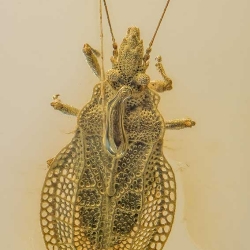 AL021 Hemiptera Tingidae Cantacaderinae Eocader