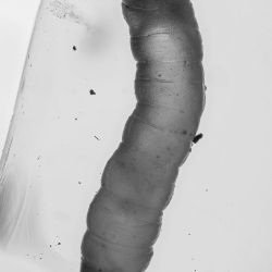 AL026 Larva 3