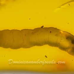 AL026 Larva 5