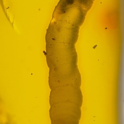 AL026 Larva 6