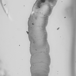 AL026 Larva 7