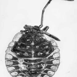 AL028 Hemiptera Pentatomidae 2