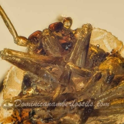 AL028 Hemiptera Pentatomidae 3