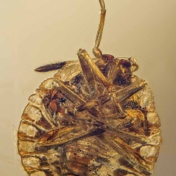 AL028 Hemiptera Pentatomidae 7