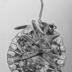 AL028 Hemiptera Pentatomidae 8