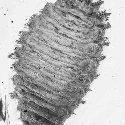 AL039 Larva Of Coleoptera 4