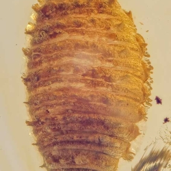 AL039 Larva Of Coleoptera 5