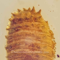 AL039 Larva Of Coleoptera 6