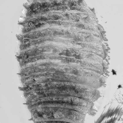 AL039 Larva Of Coleoptera 8