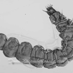 AL049 Larva 2