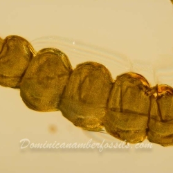 AL049 Larva 3