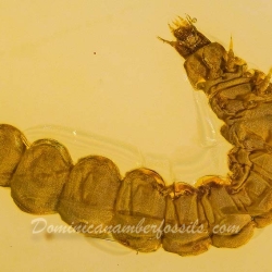 AL049 Larva