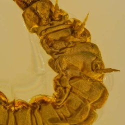 AL049 Larva 4