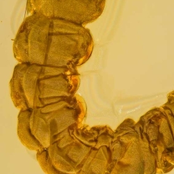 AL049 Larva 5