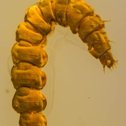 AL049 Larva 7