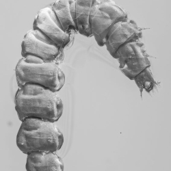 AL049 Larva 8