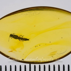 AL04 Coleoptera Staphylinidae Steninae 12