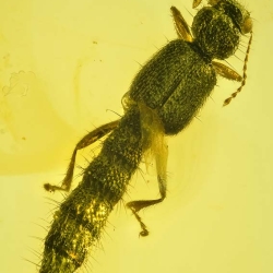 AL04 Coleoptera Staphylinidae Steninae 2