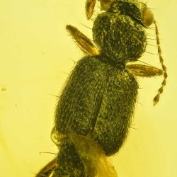 AL04 Coleoptera Staphylinidae Steninae