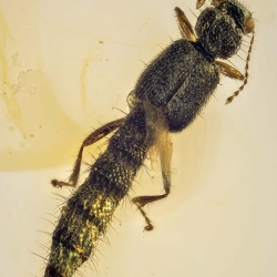 AL04 Coleoptera Staphylinidae Steninae 3