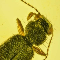 AL04 Coleoptera Staphylinidae Steninae 7