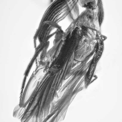 AL13 Coleoptera Ripiphoridae 2