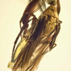 AL13 Coleoptera Ripiphoridae