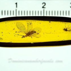 AL18 Neuroptera Hemerobiidae Brown Lacewing 12