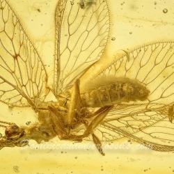 AL18 Neuroptera Hemerobiidae Brown Lacewing 2