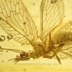 AL18 Neuroptera Hemerobiidae Brown Lacewing 3