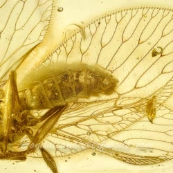 AL18 Neuroptera Hemerobiidae Brown Lacewing 5