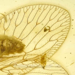 AL18 Neuroptera Hemerobiidae Brown Lacewing 6