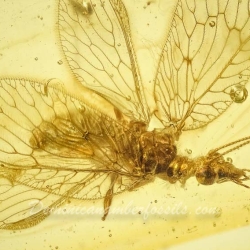 AL18 Neuroptera Hemerobiidae Brown Lacewing 8