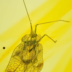 AL20 Hemiptera Tingidae Tinginae 2