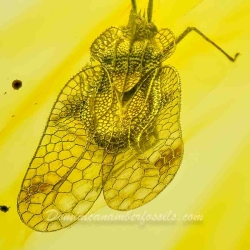 AL20 Hemiptera Tingidae Tinginae 3