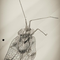 AL20 Hemiptera Tingidae Tinginae