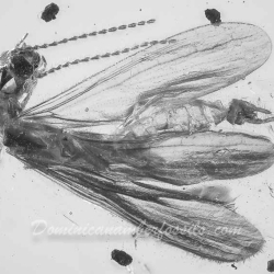 AL23 Swarm Of Embioptera 2