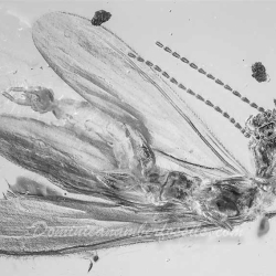 AL23 Swarm Of Embioptera 6