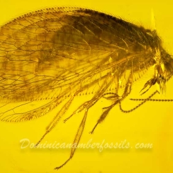 AL29 Neuroptera Hemerobiidae   Brown Lacewings 6