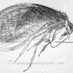 AL29 Neuroptera Hemerobiidae   Brown Lacewings 7