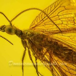 AL30 Neuroptera Hemerobiidae Brown Lacewing 2