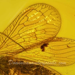 AL30 Neuroptera Hemerobiidae Brown Lacewing 3